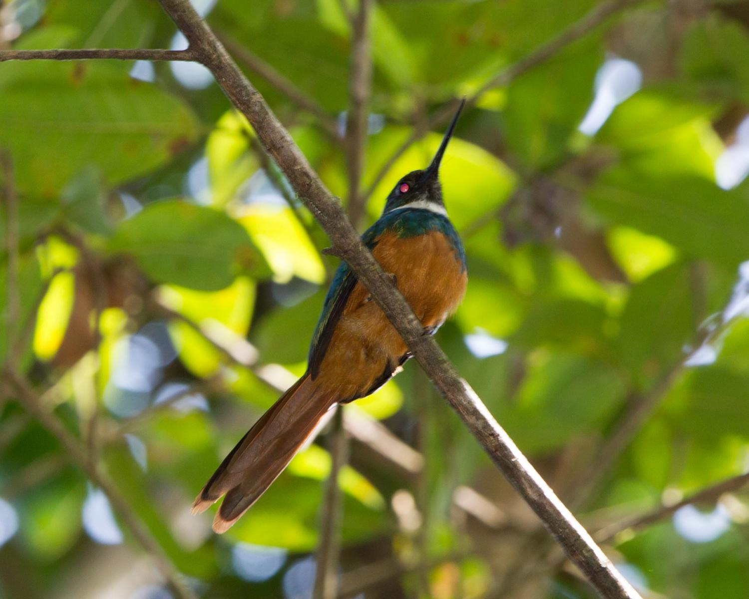 Rufous-tailed Jacamar