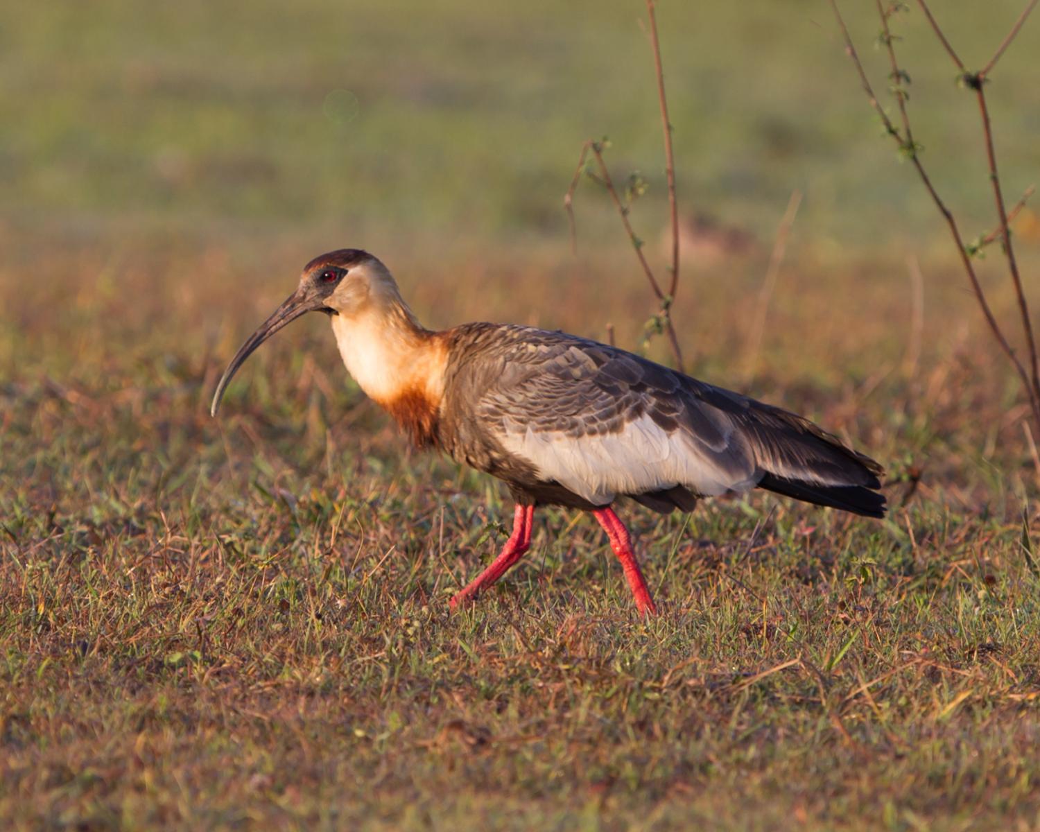 Buff-necked Ibis