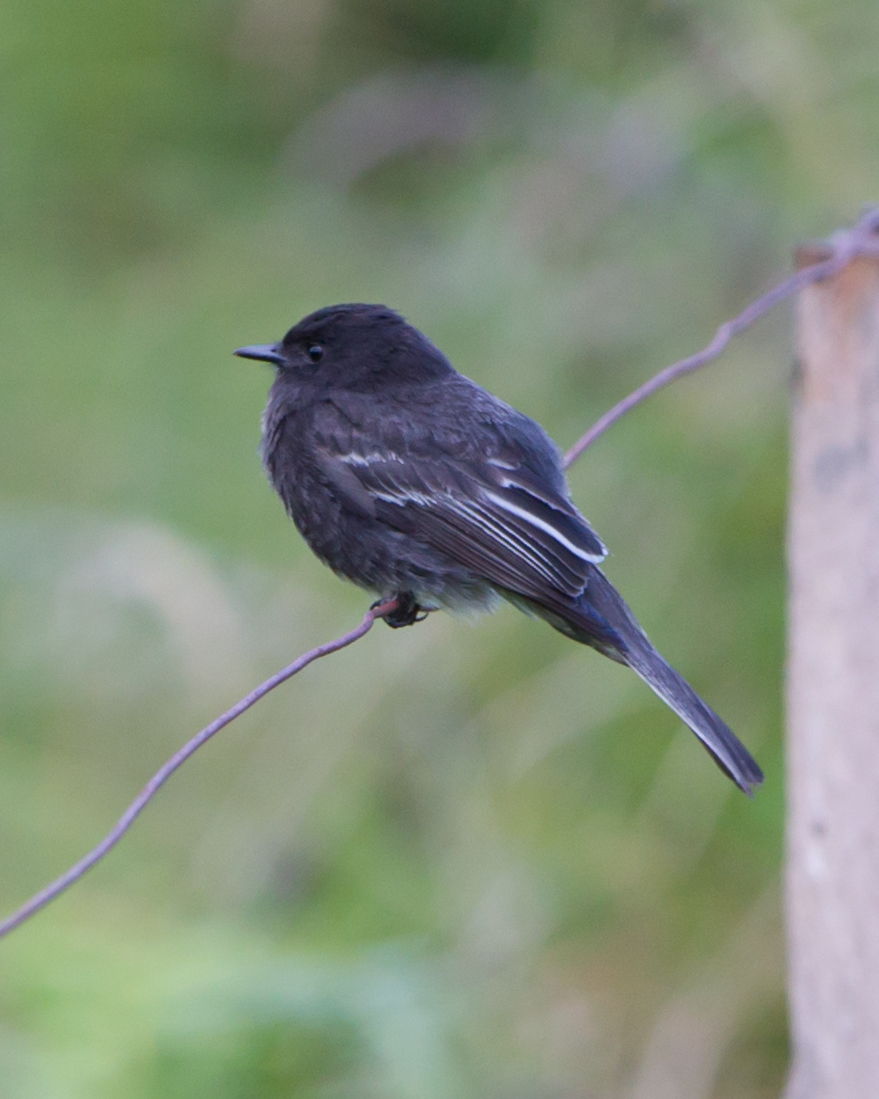 Black Phoebe