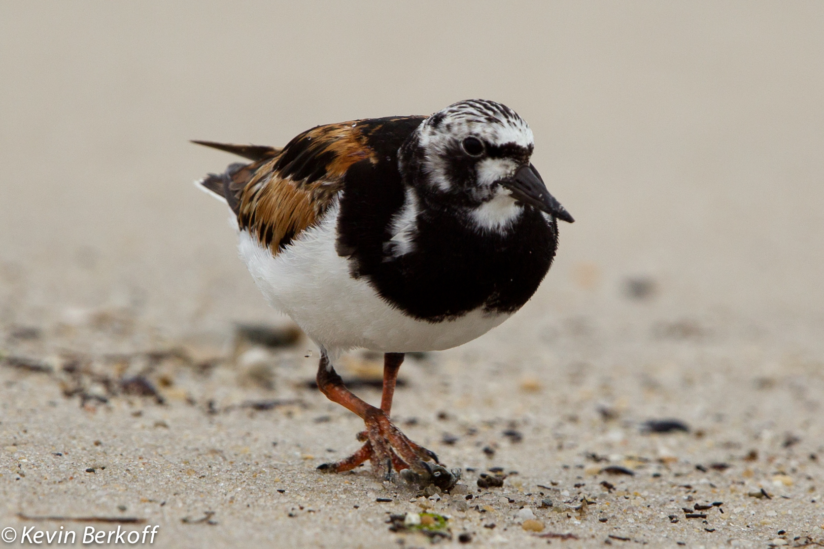 Ruddy Turnstone