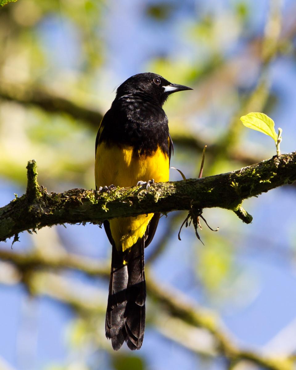 Black-cowled Oriole
