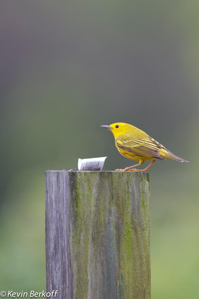 Yellow Warbler