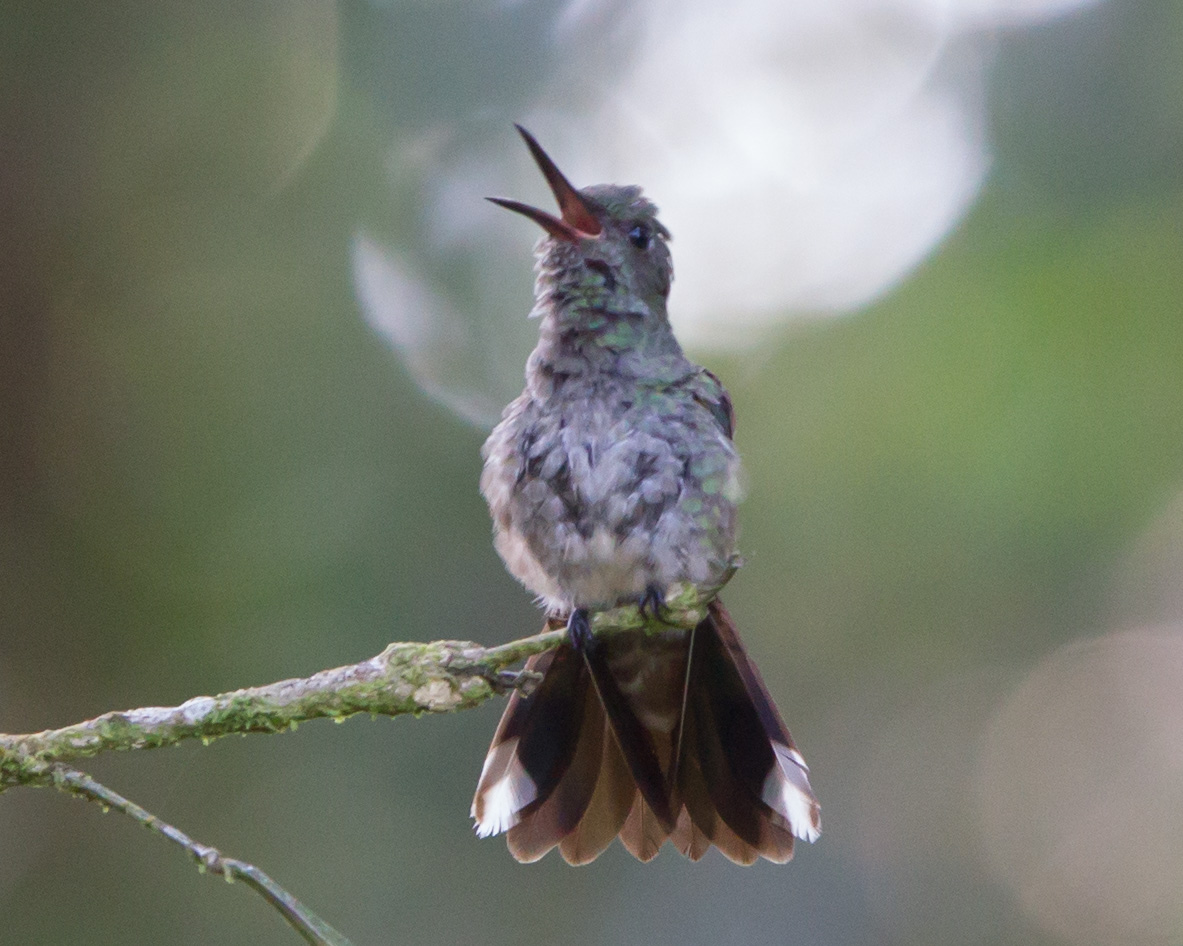 Scaly-Breasted Hummingbird
