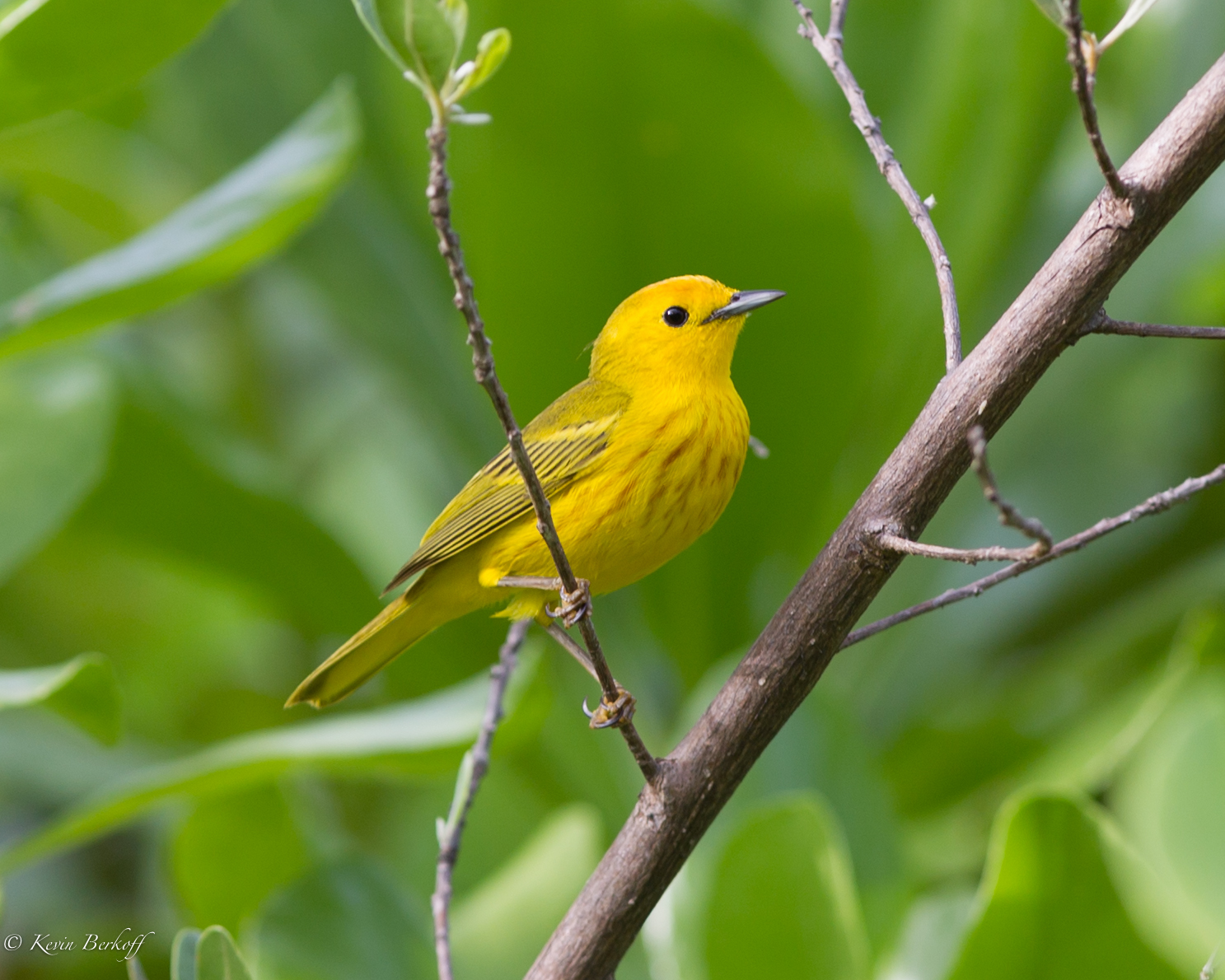 Yellow "Golden" Warbler