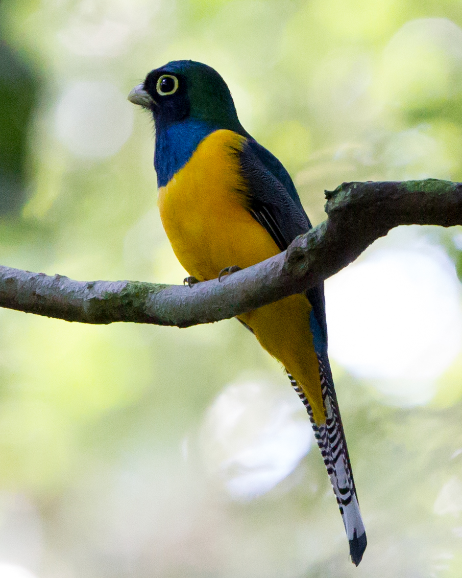 Black-throated Trogon