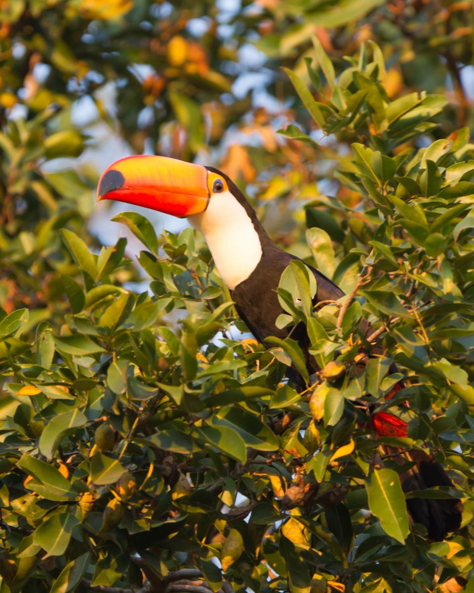 Toco Toucan