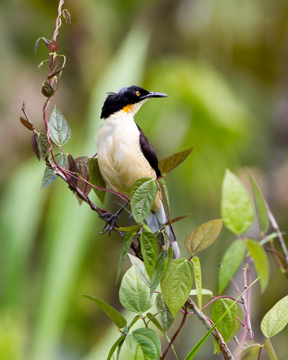 Black-capped Donacobious