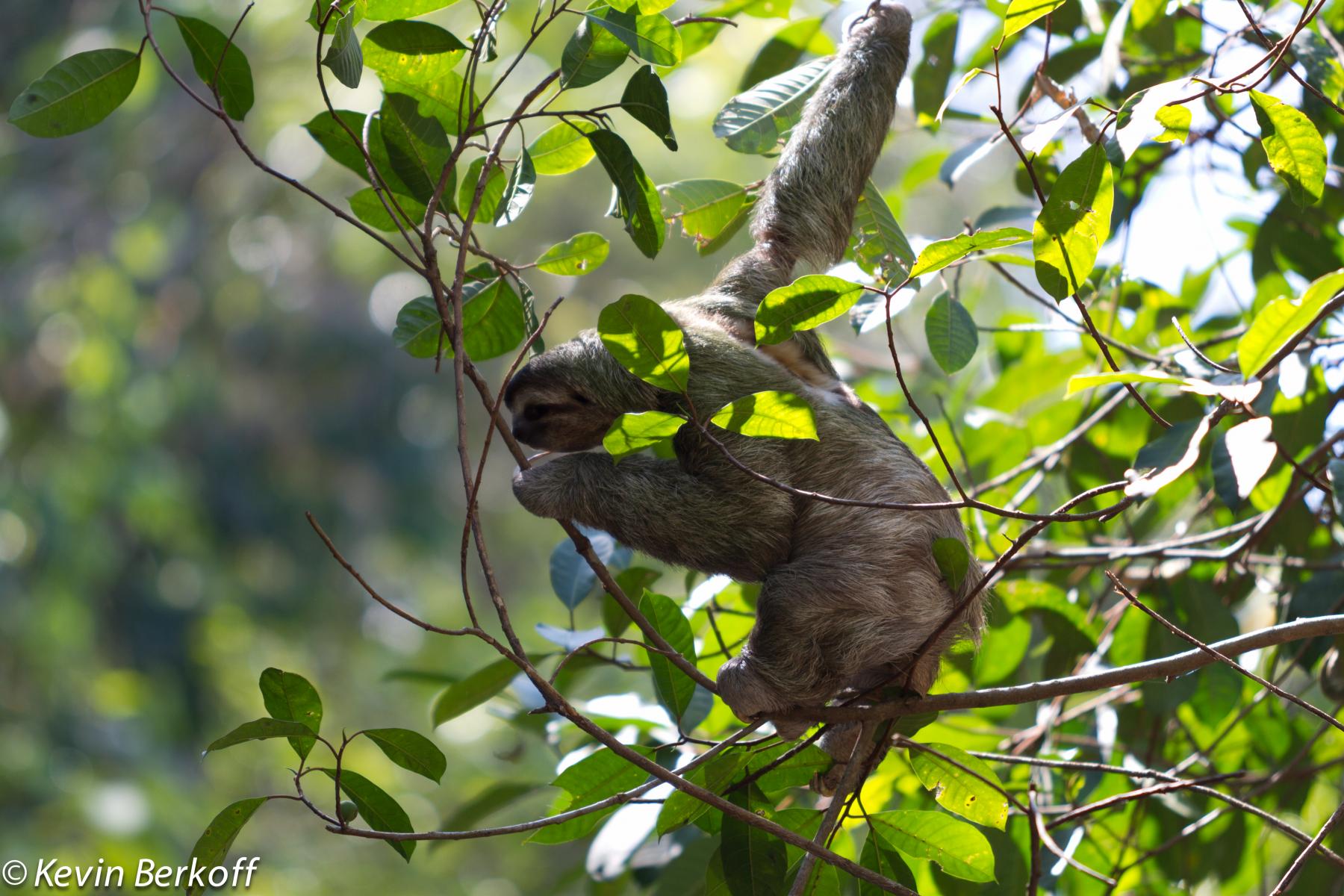 Three-toed Sloth