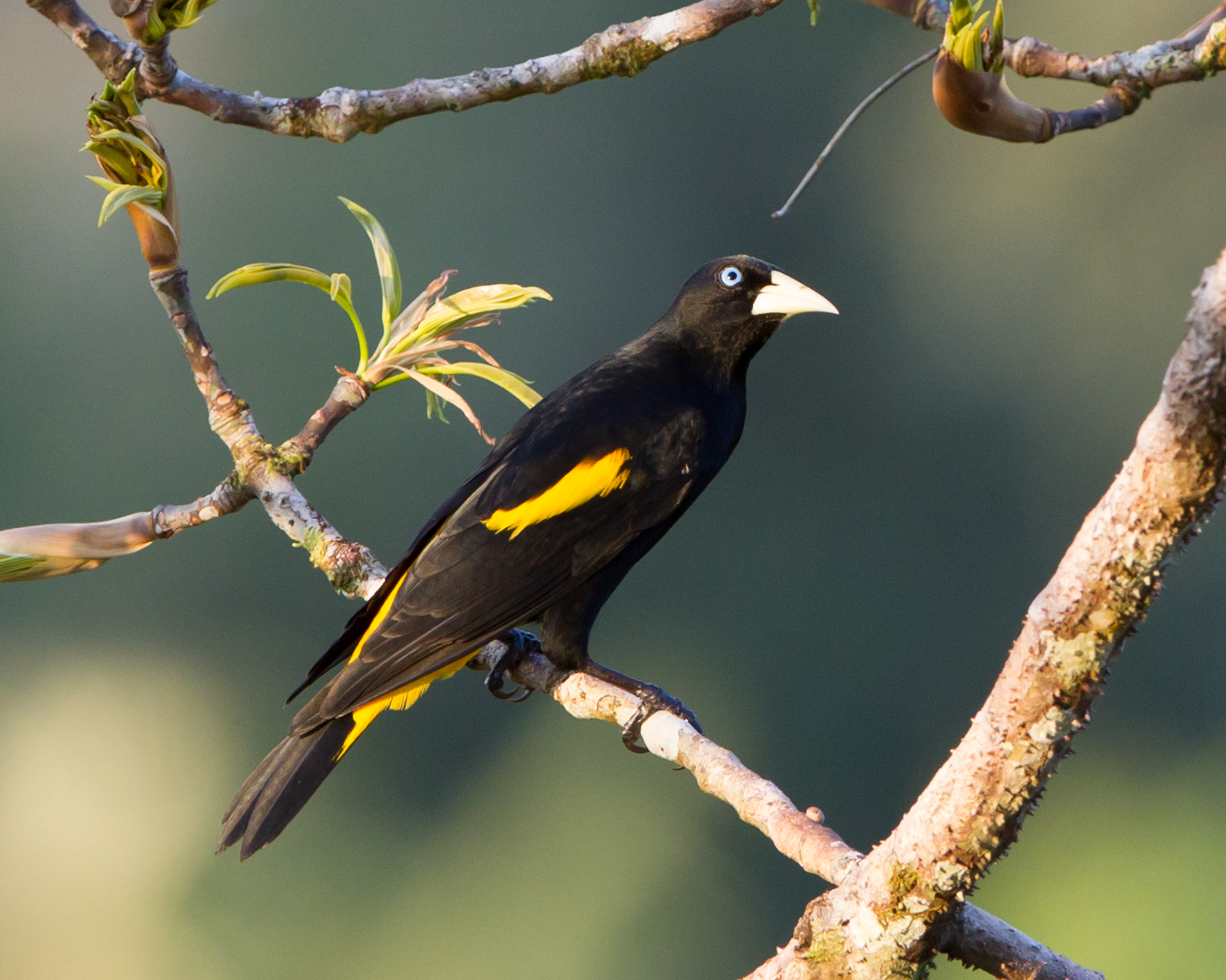 Yellow-rumped Cacique