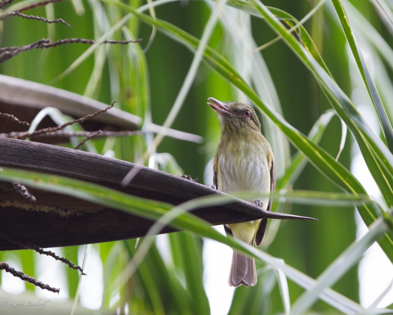 Bright-rumped Attila
