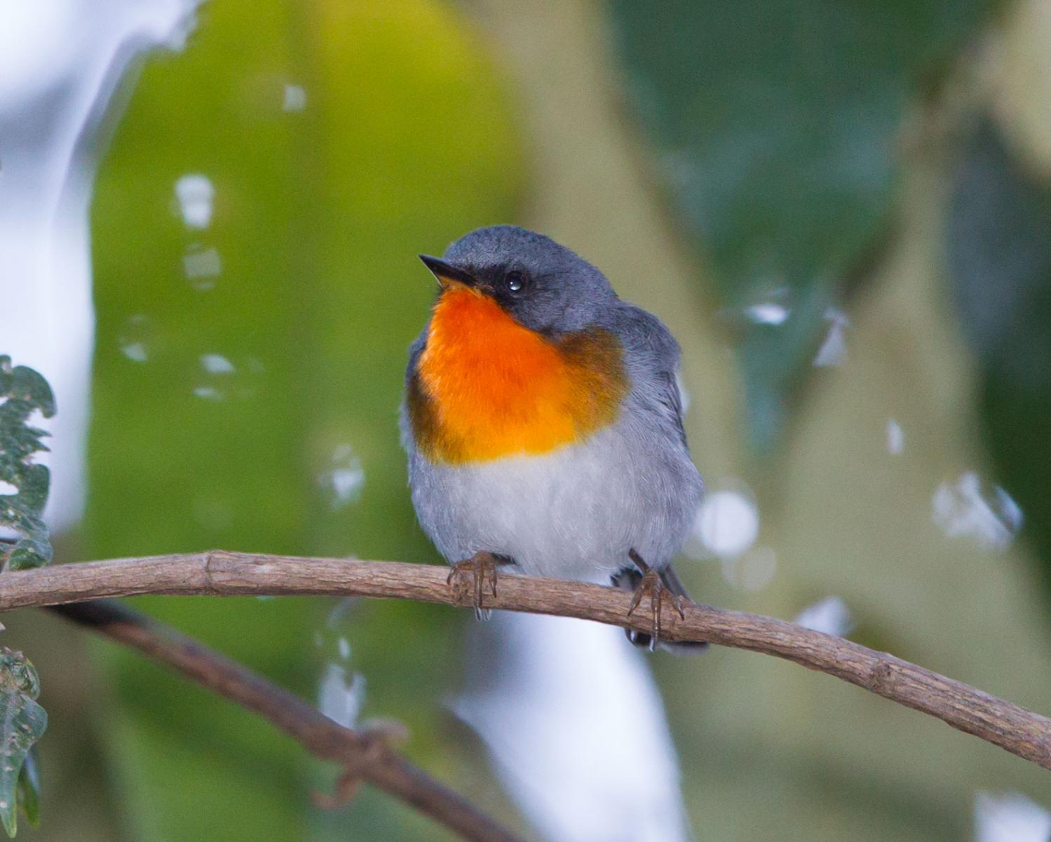 Flame-throated Warbler