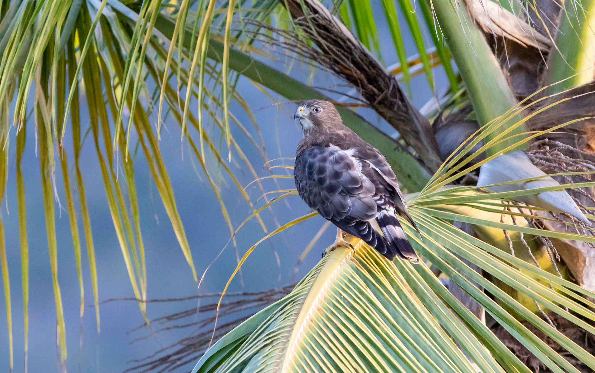 Broad-winged Hawk (Caribbean)