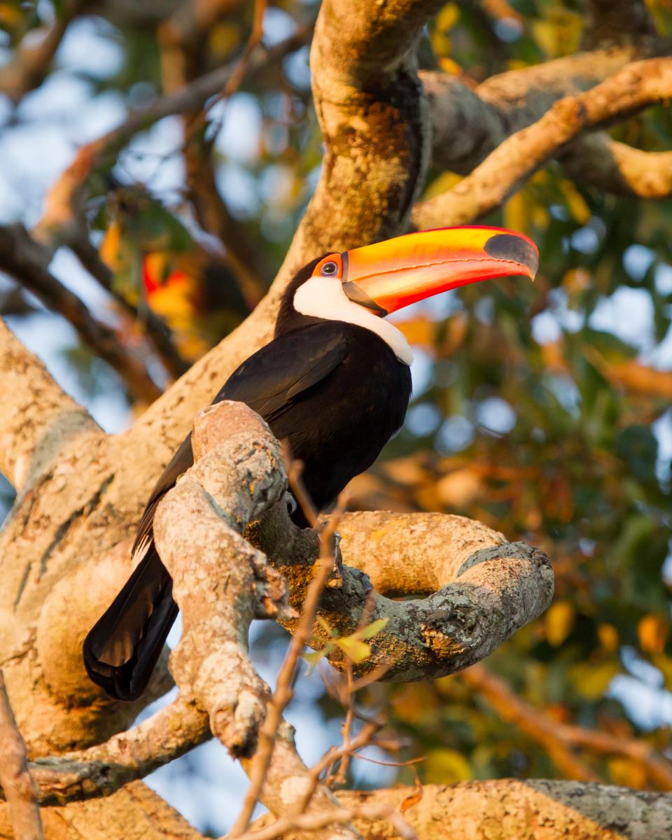 Toco Toucan