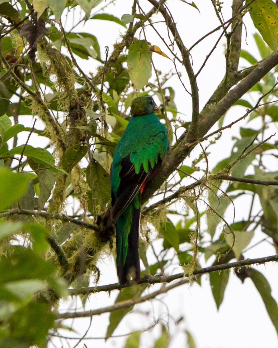 Golden-headed Quetzal