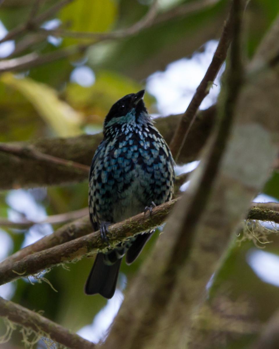 Beryl-spangled Tanager