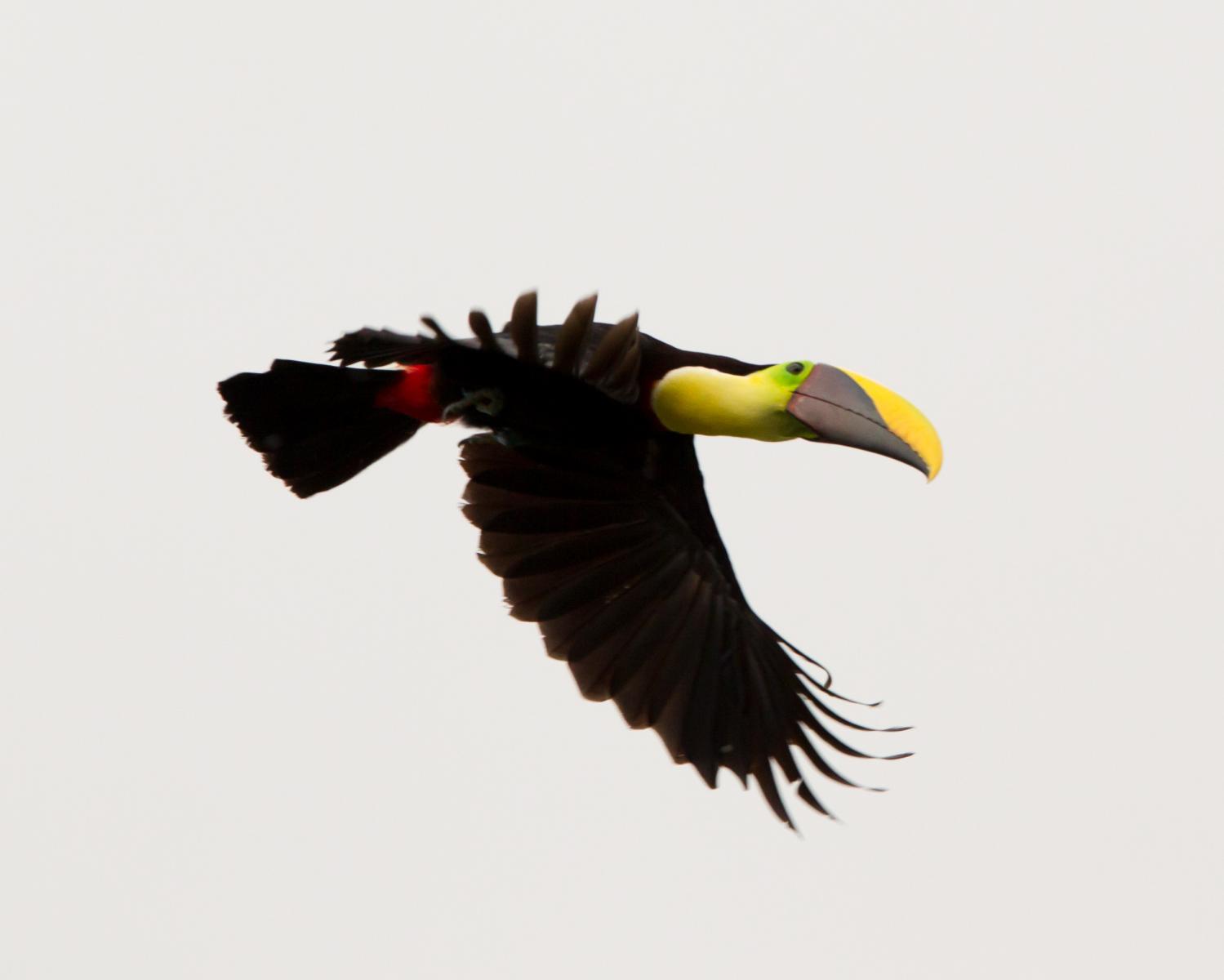 Chestnut Mandibled Toucan