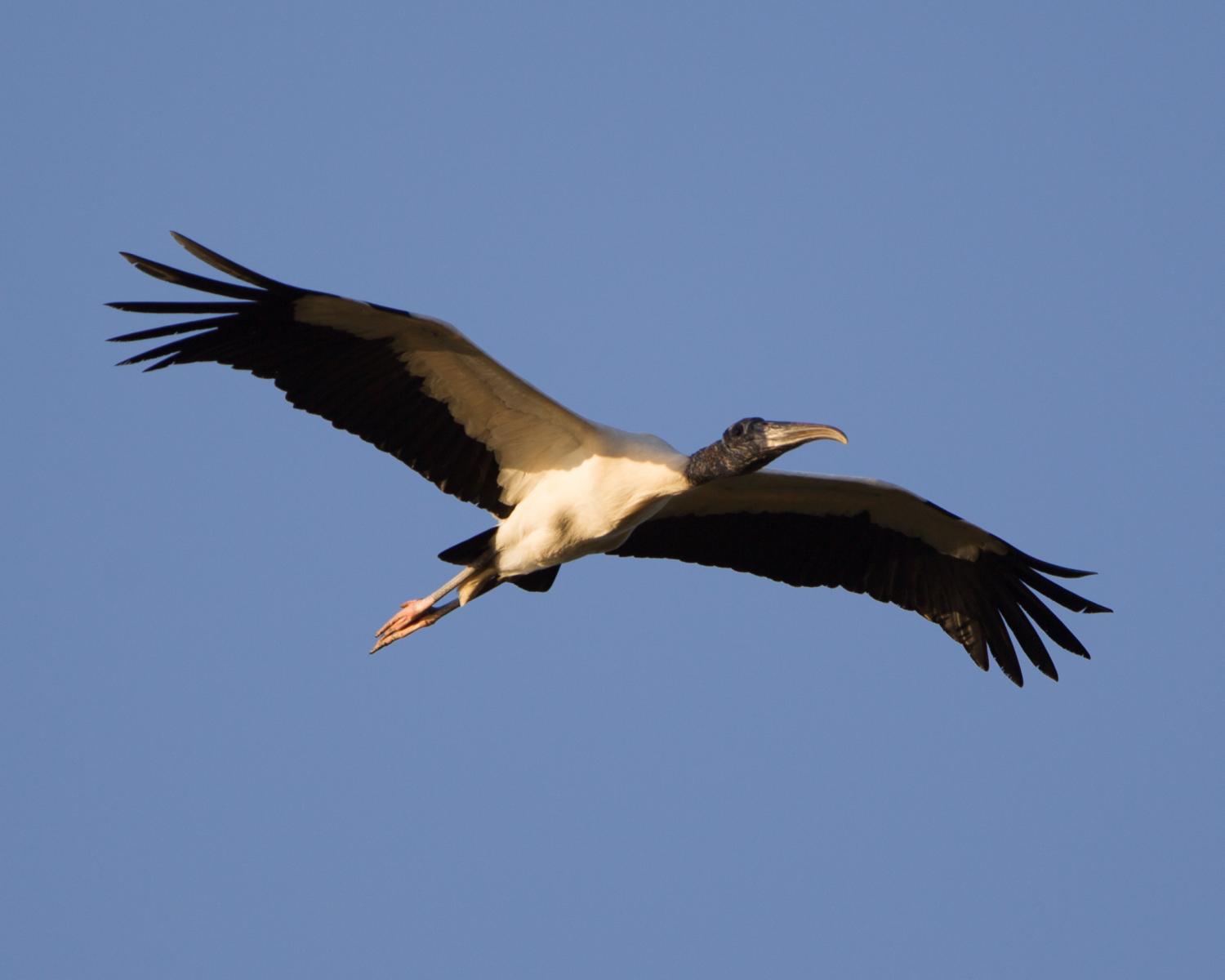Wood Stork