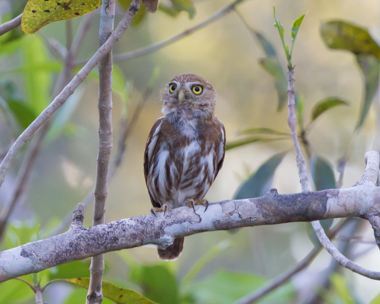 Ferruginous Pygmy Owl