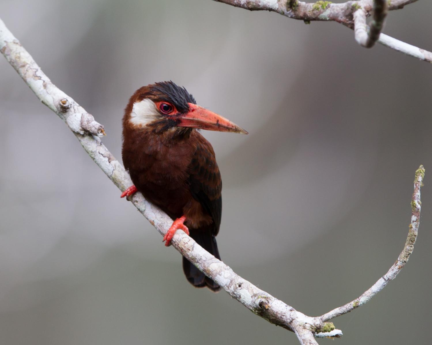 White-eared Jacamar