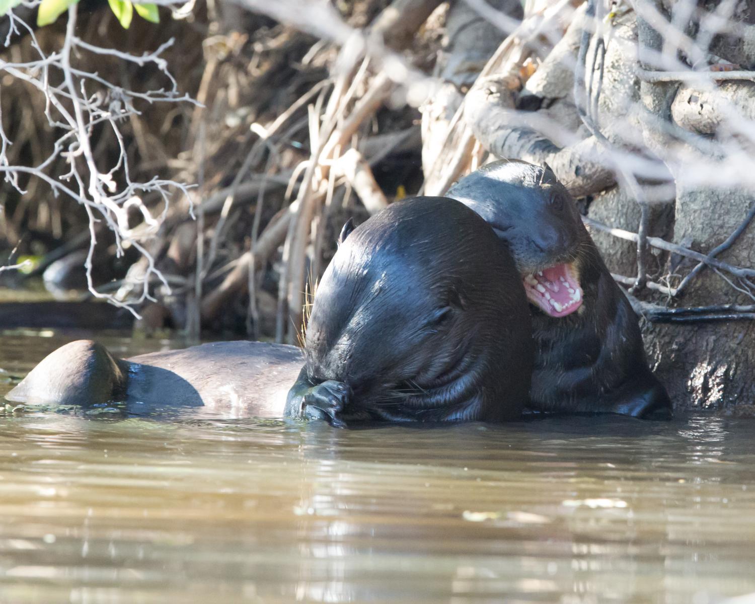 Giant River Otters