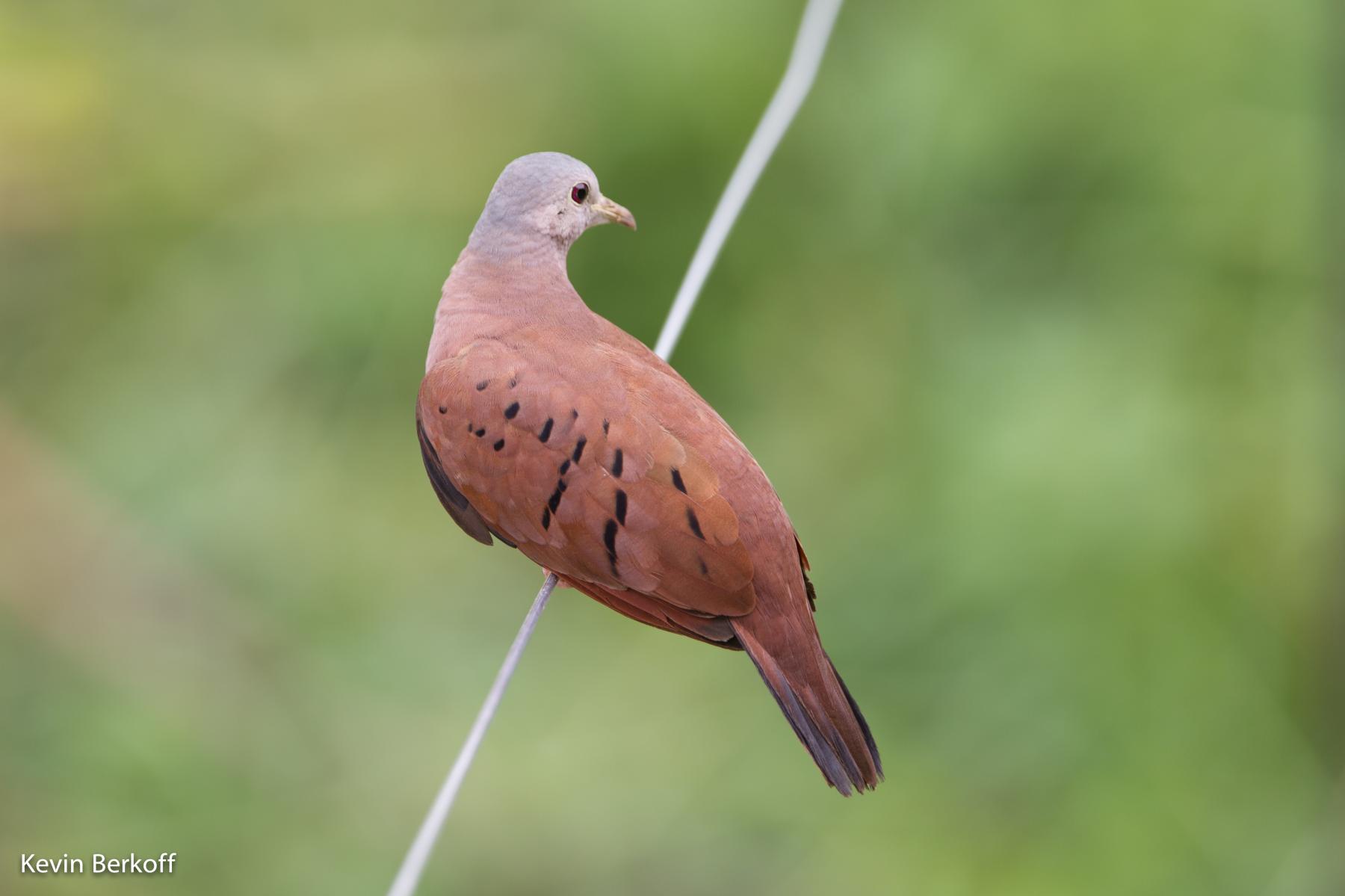 Ruddy Ground-dove