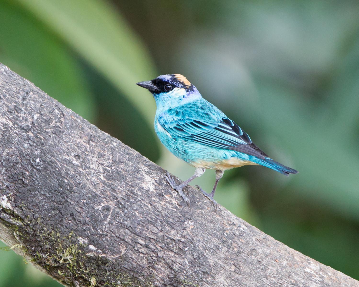 Golden-naped Tanager