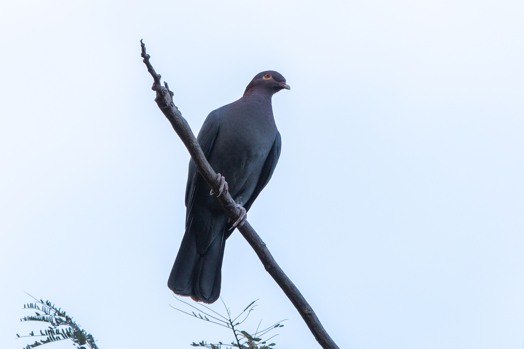 Scaly-naped Pigeon