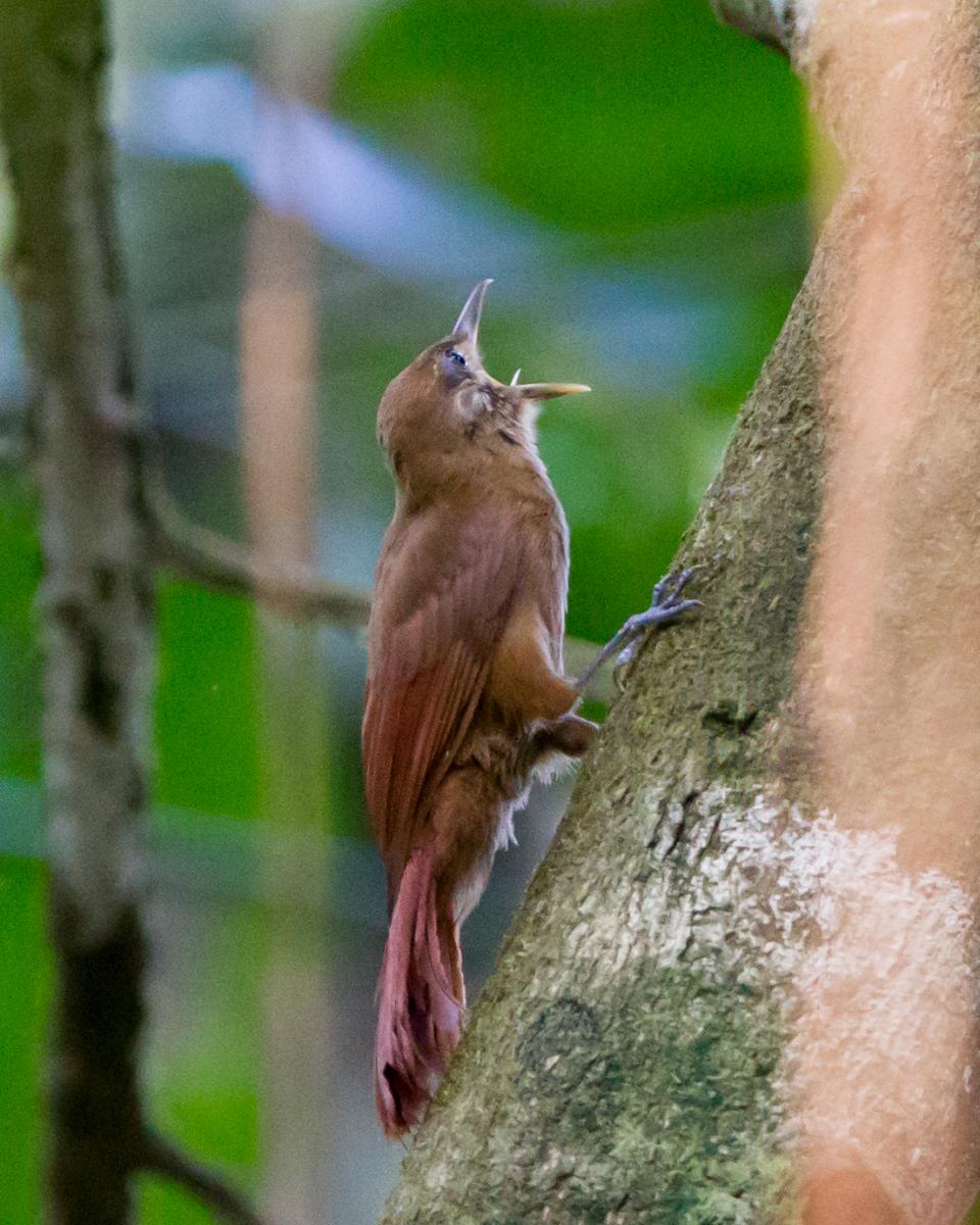 Plain-brown Woodcreeper