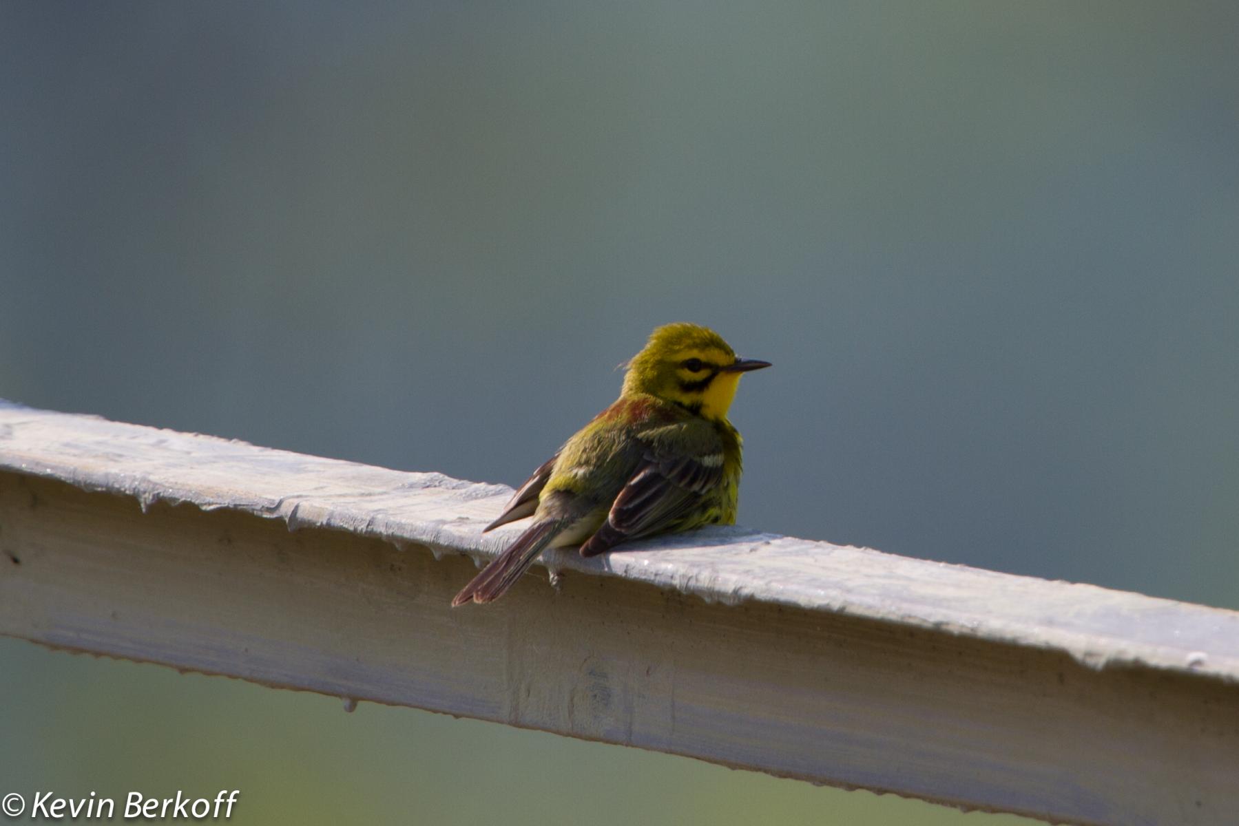 Prairie Warbler
