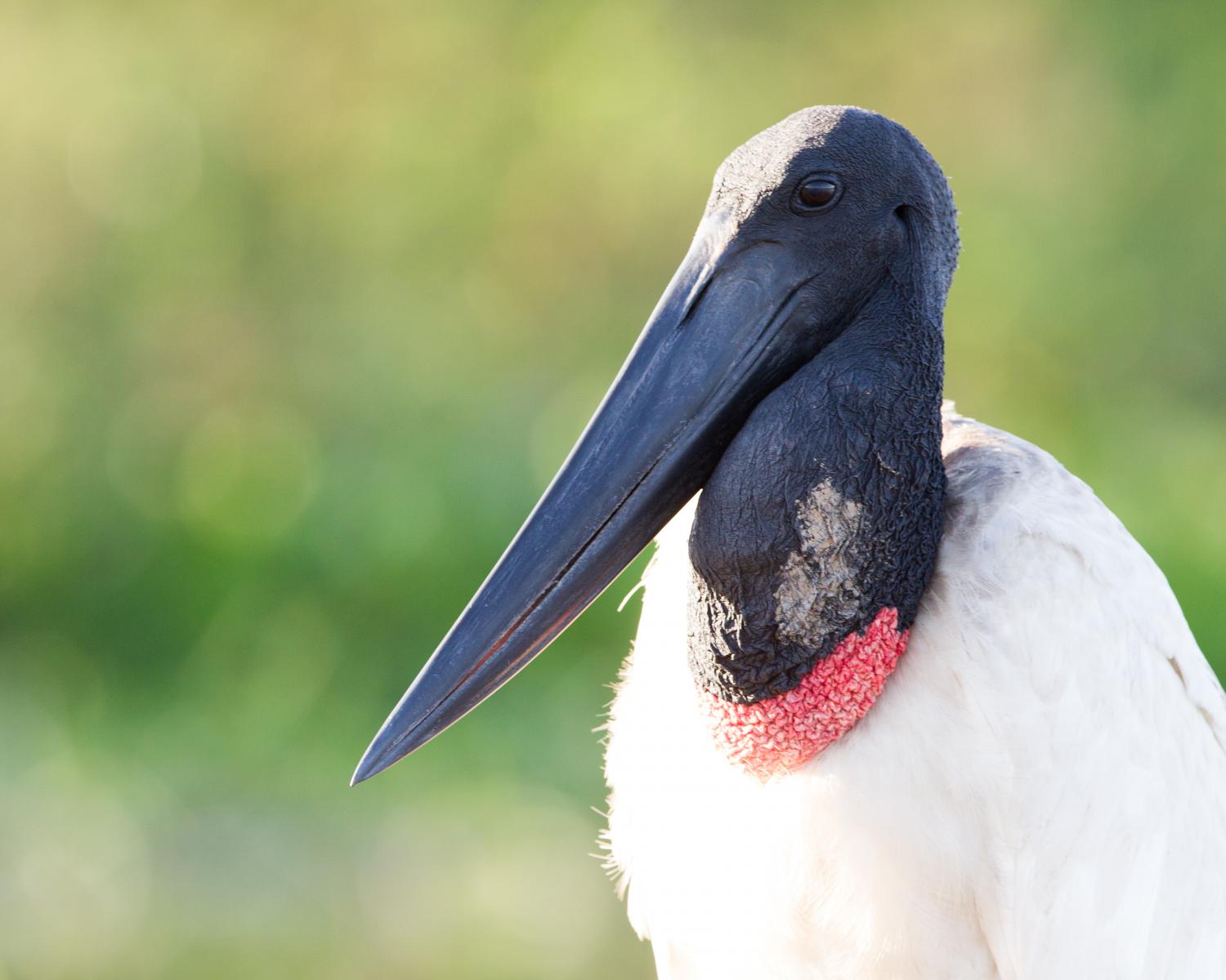 Jabiru