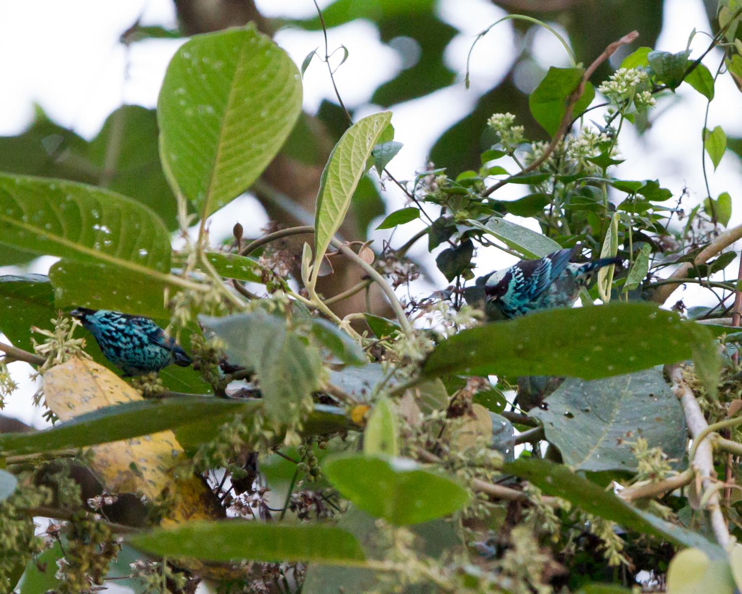 Beryl-spangled Tanager