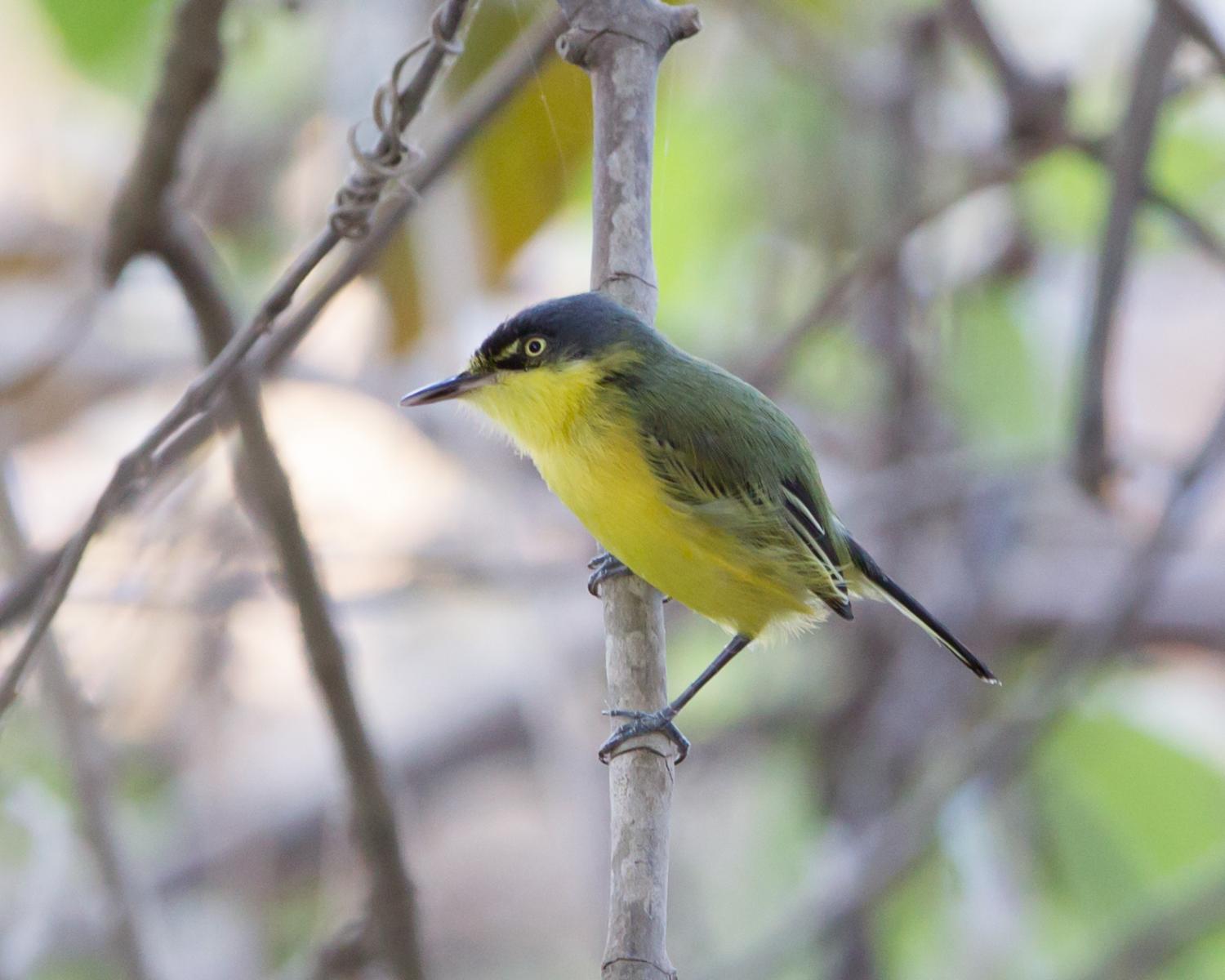 Common Tody-flycatcher