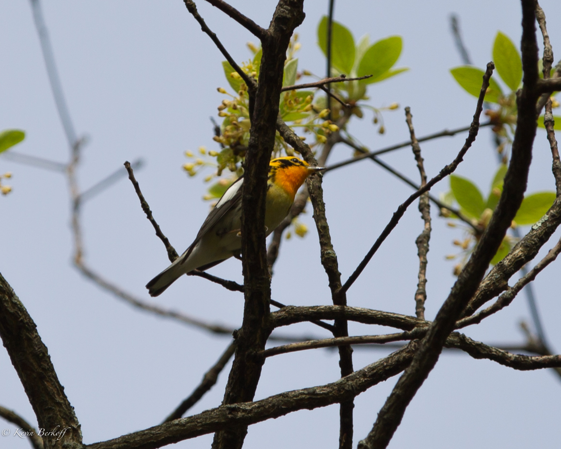 Blackburnian Warbler