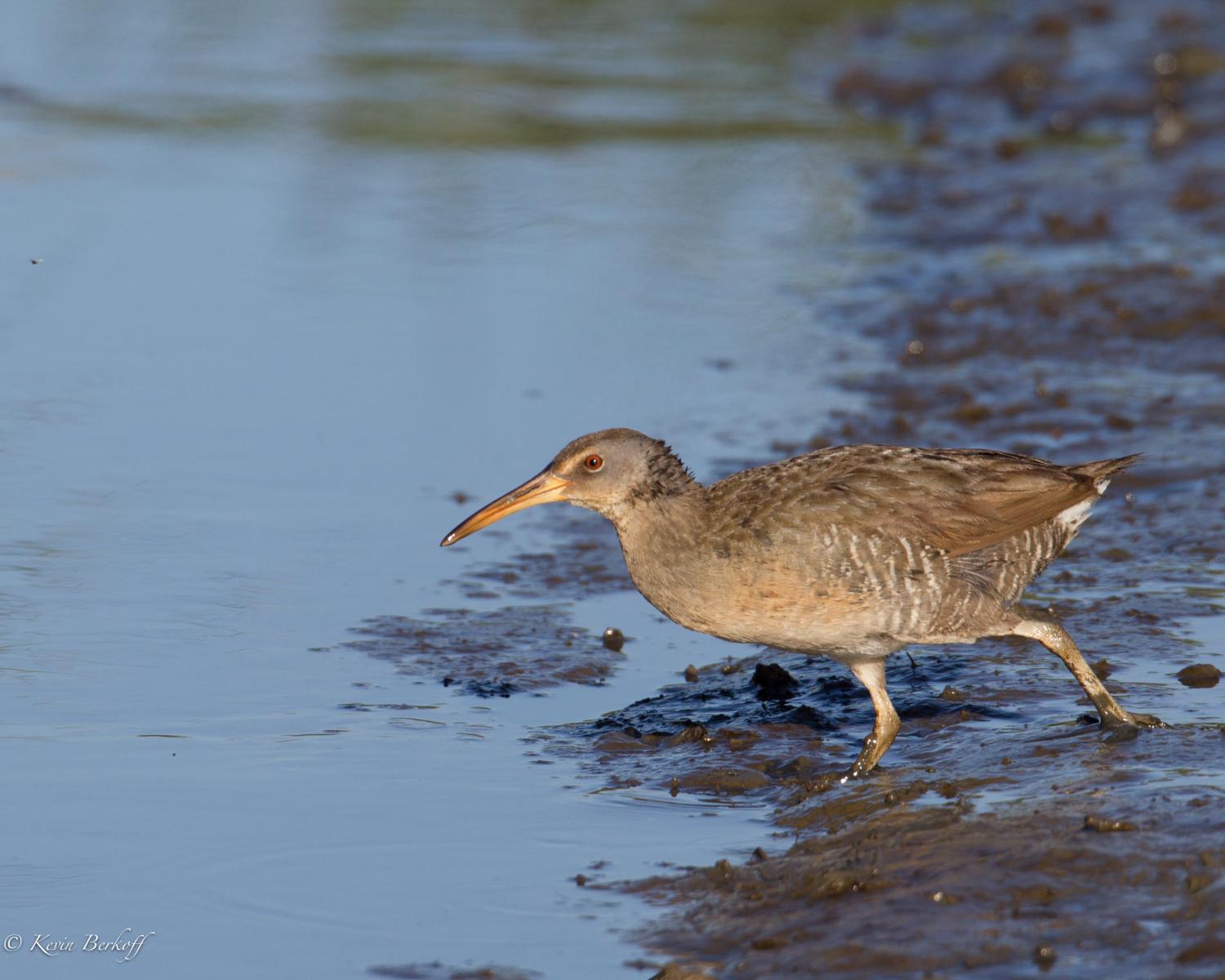 Clapper Rail