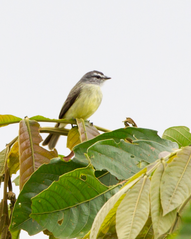 Sooty-headed Tyrannulet