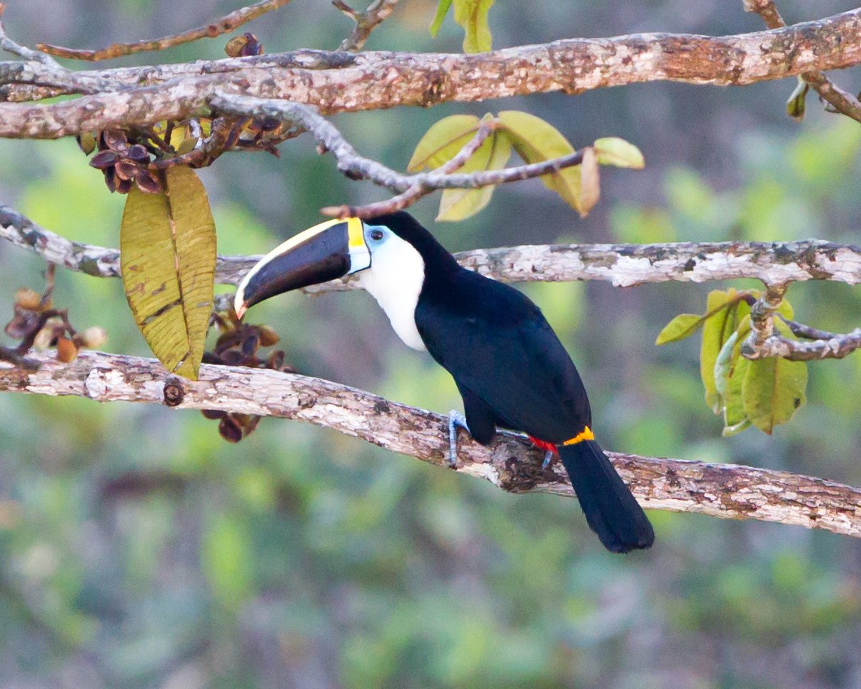 White-throated Toucan