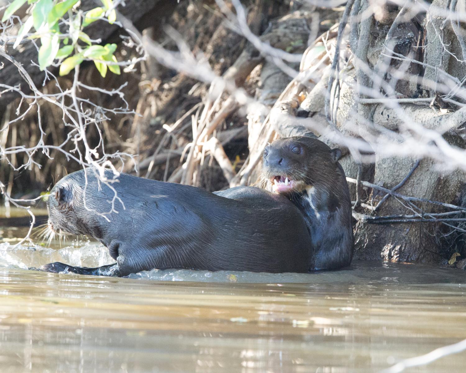 Giant River Otters