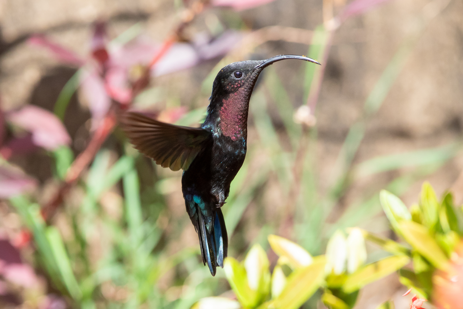 Purple-throated Carib