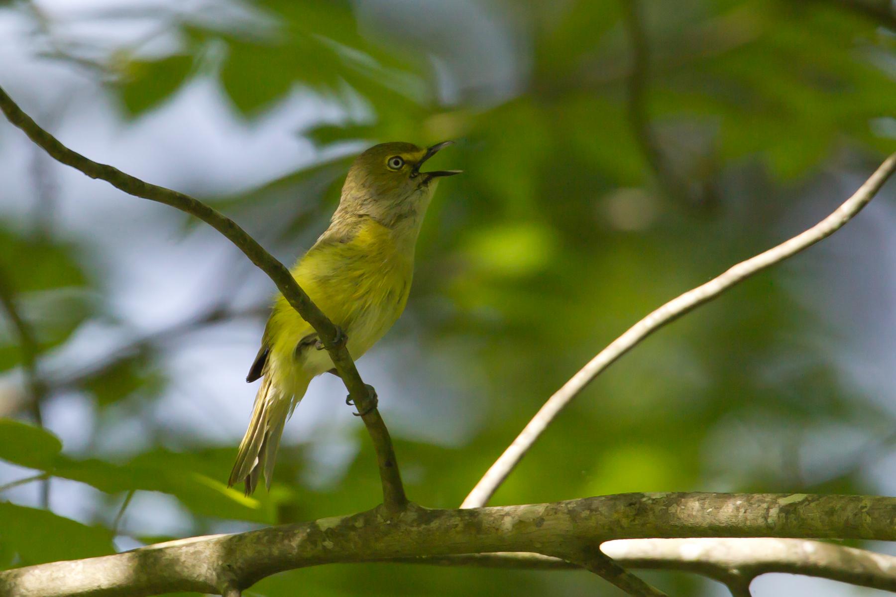 White-eyed Vireo