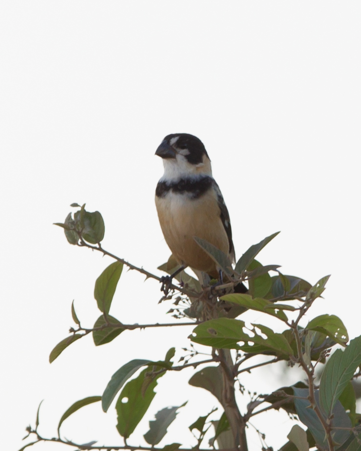 Rusty-collared Seedeater