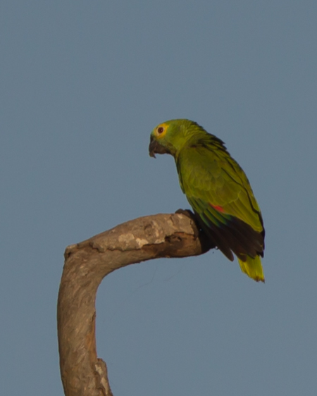 Orange-winged Amazon