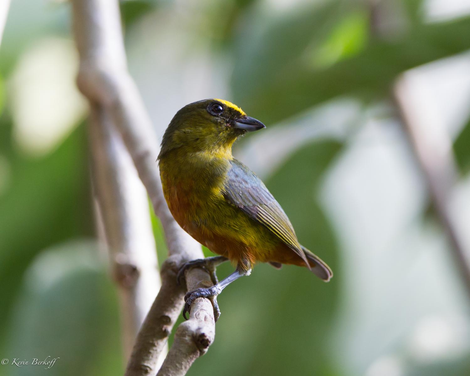 Olive-backed Euphonia