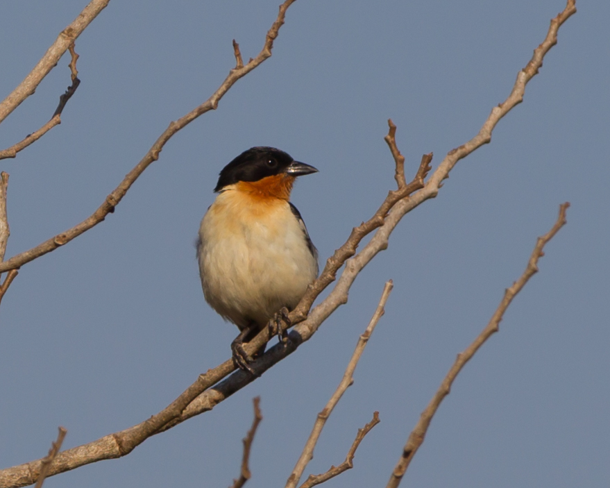White-rumped Tanager