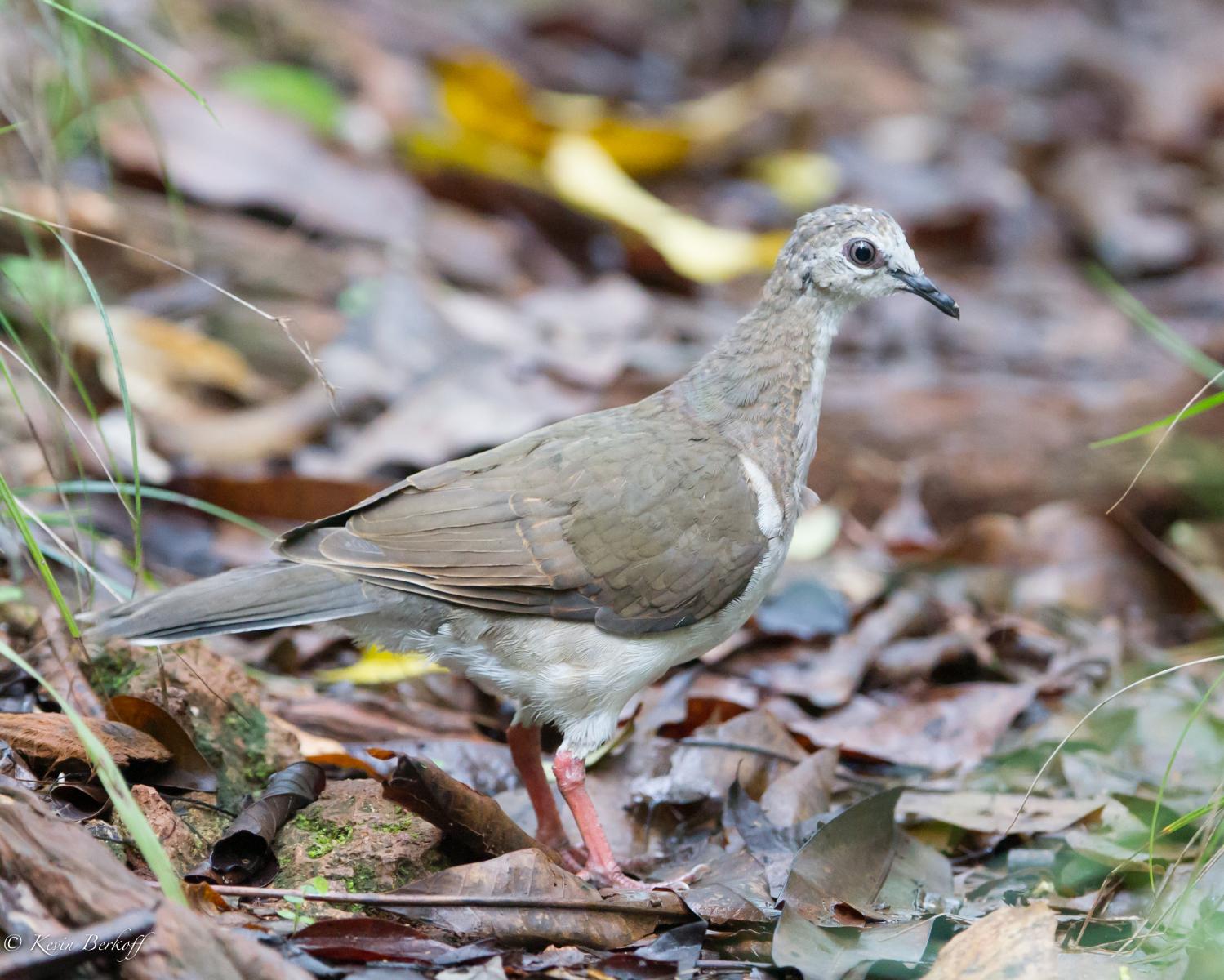 Caribbean Dove