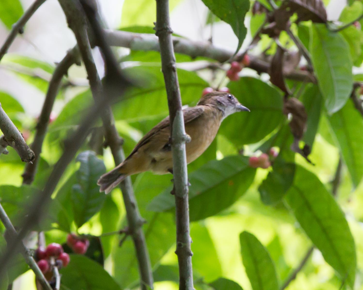 Orange-crested Manakin