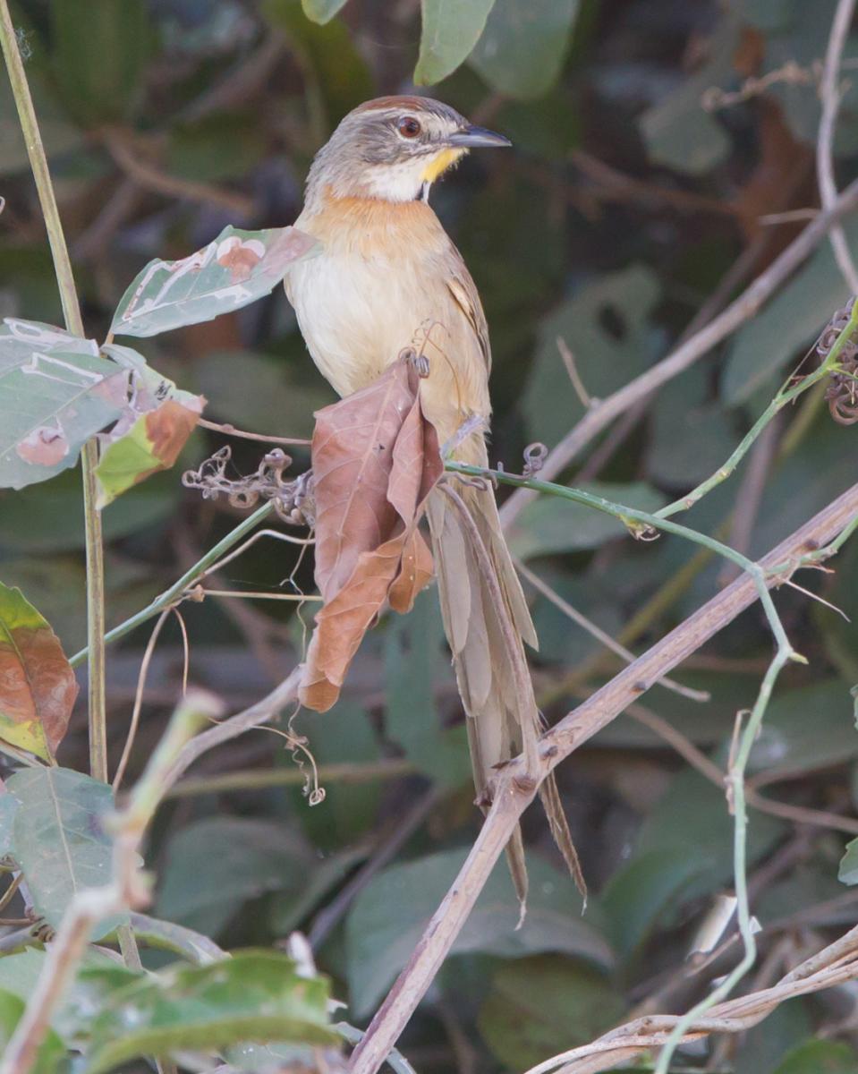 Chotoy Spinetail