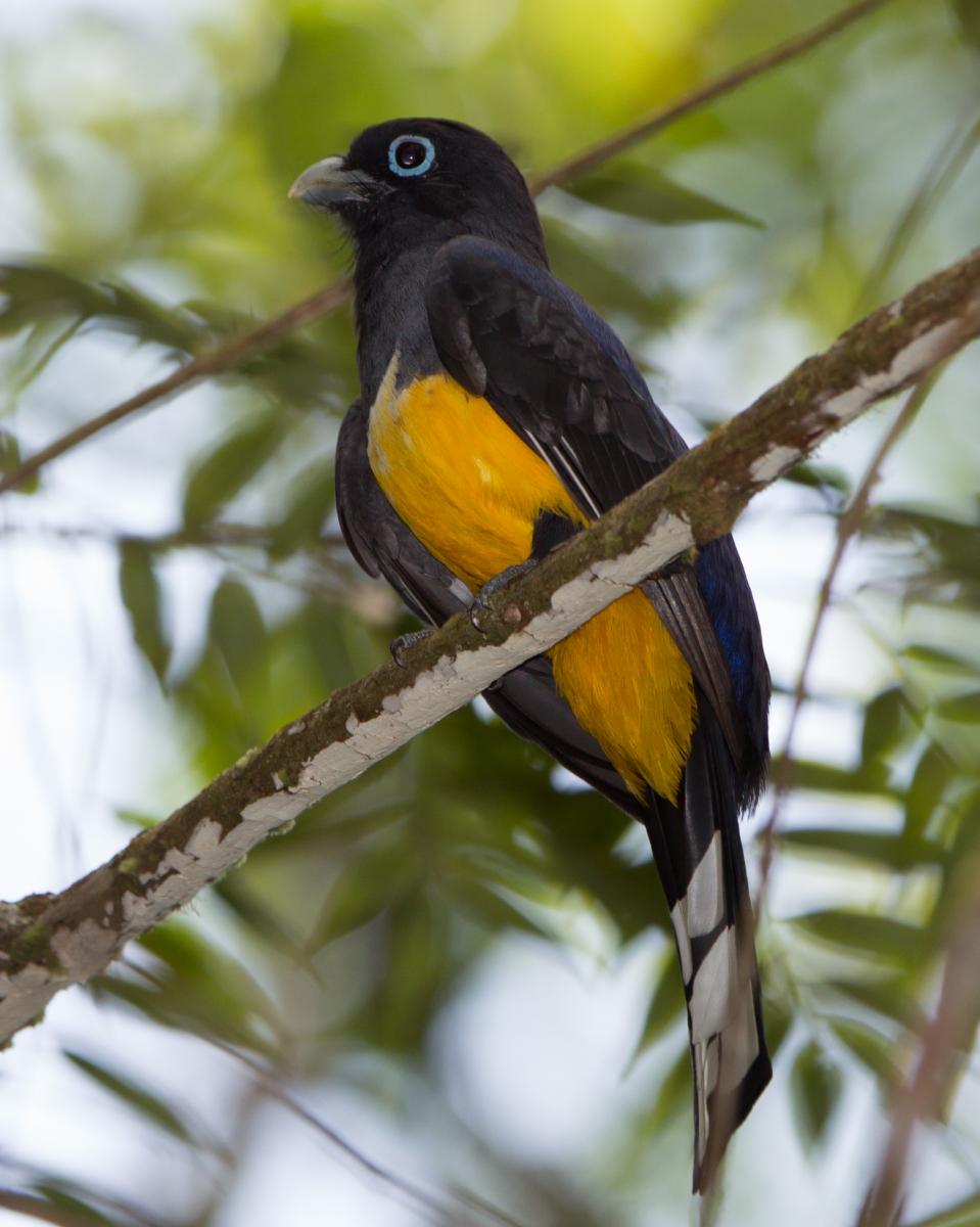 Black-headed Trogon