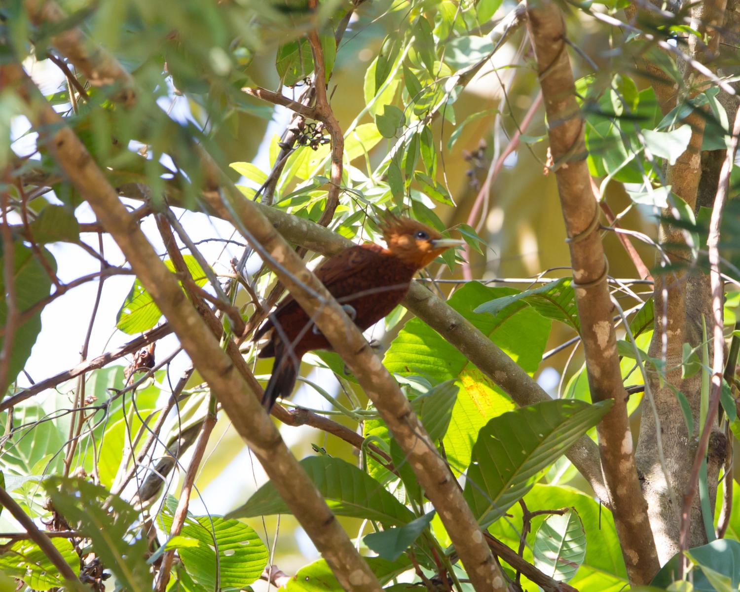 Chestnut Colored Woodpecker