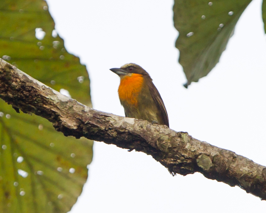 Scarlet-crowned Barbet