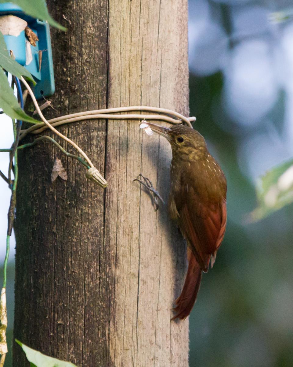 Spotted Woodcreeper